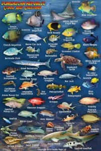 Dominican Republic Waterproof Fish Identification Card 4" x 6" - Picture 1 of 2