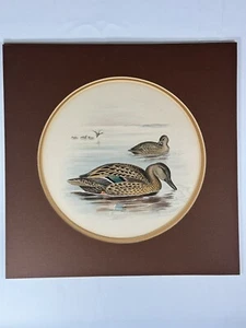 Antique Hand Colored Lithograph F. W. Frohawk Anas Wyvilliana - Foto 1 di 9