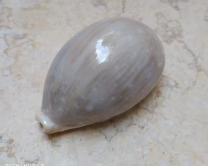 F Cypraea camelopardalis wow LARGE SIZE red sea shell superb lyncina F+++ 82 mm - Picture 1 of 12