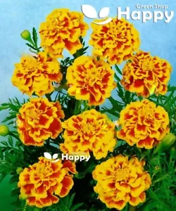 FRENCH MARIGOLD - DEL SOL - 300 SEEDS - Tagetes patula nana - DOUBLE FLOWER - Picture 1 of 1