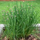6x plug plant Chives fresh chopped onions culinary herb attractive flowerheads