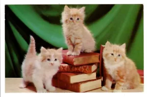 Vintage Postkarte Post 1959 Chicago drei entzückende Katzen Kätzchen auf Bibliotheksbüchern - Bild 1 von 2