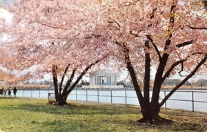MIN1026 usa whashington dc jefferson memorial cherry trees - Picture 1 of 2