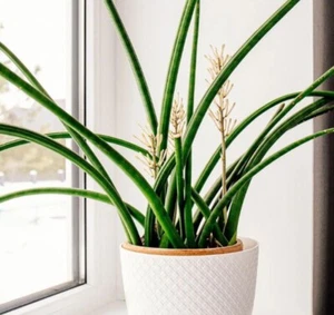 Snake Plant Cilindrica Fresh Cutting Unrooted Sanseveria Live Starter Plant - Picture 1 of 5