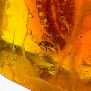 Beetle and Fly in Amber polished Amberstone two insects fossil inclusions 6.68ct - Bild 1 von 8