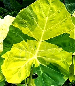 Gancho Colocasia Gigante Aurea Var. f. especie Nueva oreja de elefante HB + Phyto Cert - Imagen 1 de 9