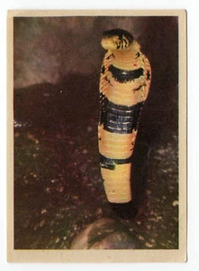 Animals - Snakes - African Forest Cobra - Spanish Cromo Card - Mistol-Lavisol - Foto 1 di 1