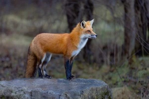 Impresión de giclee fotografía de vida silvestre Red Fox Spots Another Fox de Jim Cumming - Imagen 1 de 3