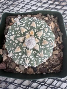 Astrophytum asterias Super Kabuto Nudum V Type Beautiful Pattern! 4“ Pot - Picture 1 of 10