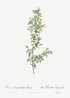 Burnet Rose - Pimpinellifolia Pumila - 1800's - Pierre Joseph Redoute - Magnet