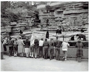 1948 Original Photo children watch American Black Bear Animals Detroit Zoo MI - Picture 1 of 2