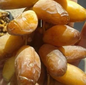 3x2LBs Authentic 100% Natural Deglet Noor Dates From Algeria - Picture 1 of 12