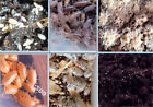60 mix woodlice, springtails, grindal worms bio active starter clean up feeders