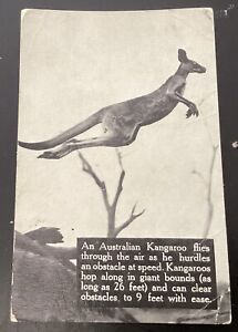 carte postale ancienne Australienne Animal Kangourou