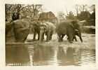 "ELEPHANTS (JARDIN ZOOLOGIQUE EXPO COLONIALE 31)" Photo orig. G. DEVRED/Agce ROL