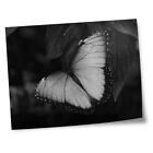 8X10" Prints(No Frames) - Bw - Morpho Butterfly Insect  #39284