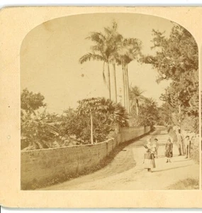 Street of Bermuda Stereoview - Picture 1 of 4