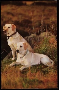 Dogs Yellow Labradors J. Salmon Animal Postcard - Picture 1 of 2