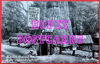 REDWOOD HIGHWAY, CALIF ~ LILLEY~ ONE ROOM TREE HOUSE ~REAL PHOTO postcard~1940s  - Image 1 of 2