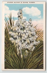 AK Spanisches Bajonett in Blüte in Florida - Bild 1 von 2