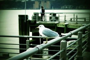 Poster (matte) wall Art photo by S. Dolinni © 24x36 "Residents of New York" - Picture 1 of 1