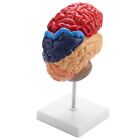 Gehirn Anatomisches Modell Anatomie 1: 1 Halbes Gehirn Gehirnstamm Medizini8723