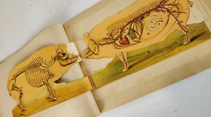 Collapsible Pig Model 1927 USSR book anatomy, avant-garde. RARE Leningrad - Picture 1 of 8