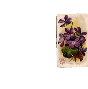 1888 Arm & Hammer New Series Beautiful Flower Card Wood Violets No 25 - Picture 1 of 2