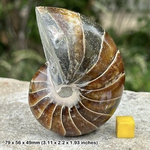 Fossil nautilus ammonite, madagascar, cretaceous, genuine - Picture 1 of 1
