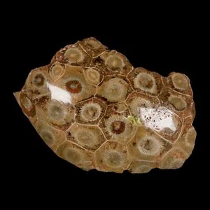 4" Pulido Hexagonal Coral Fósil Devónico Edad 350 Millones Años Antiguo Marruecos - Imagen 1 de 5