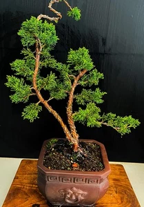 Shimpaku Bonsai Twin Trunk - Picture 1 of 3
