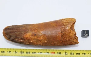 Spinosaurus Aegypticus Dinosaur Tooth (Morocco - 11.5 Centimeters - 234 **) - Picture 1 of 13