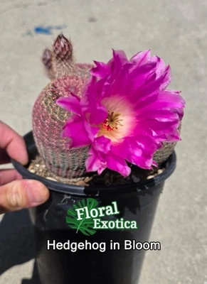 Rainbow Hedgehog Cactus -  Echinocereus Rigidissimus Rubrispinus Trio Set - Image 1 of 4