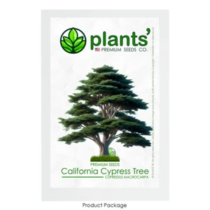 California Cypress Tree | Premium Seeds | Cupressus macrocarpa | Plants'® - Picture 1 of 22