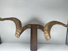 VINTAGE Ram horns taxidermy collectible Rare Real  55cm Across  Mounted