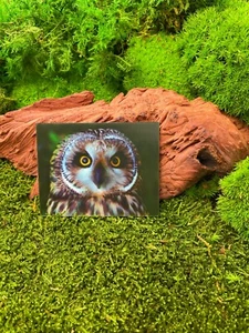 Sumpfohreule Owl Bird 9x7cm 3D Refrigerator Magnet Card Picture - Picture 1 of 2