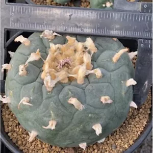 Sukkulentenpflanze Kaktus Kakteen Haus Gartendeko schöne Pflanze 7-8cm - Bild 1 von 7
