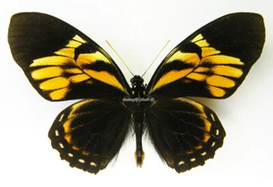 Mariposa/Papilionidae sin montar - Papilio bachus chrysomelus, macho, Perú - Imagen 1 de 2