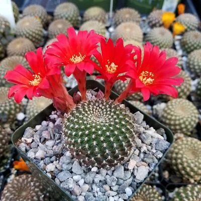 Rebutia krainziana cactus Cacti Succulent real live plant - Image 1 of 4