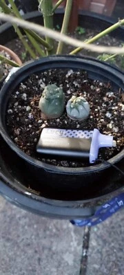 Cactus Astrophytum Asterias grande arreglo de 2 pulgadas dólar de arena cactus #1543 Foto 1 de 3