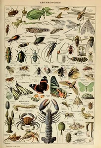 Vintage Adolphe Millot Insects Botanical Natural History Wall Art Print Poster - Picture 1 of 7