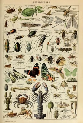Vintage Adolphe Millot Insects Botanical Natural History Wall Art Print Poster - Image 1 of 4