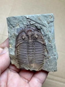 100g natural Silurian period Coronocephalus Trilobite specimen stone - Picture 1 of 15
