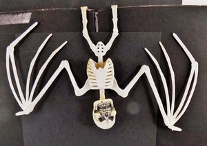 Halloween / CUSTOM MADE HANGING Bat Skeleton / PLASTIC SEASONAL FIGURINE - Picture 1 of 2