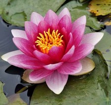 Seerose Escarboucle - Nymphaea