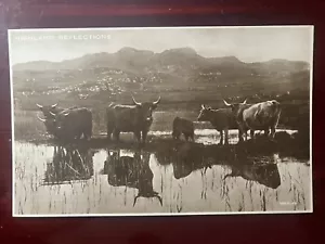 Highland Reflections ~ Cows @ Waters Edge Real Photo Postcard ~ Valentine's RPPC - Picture 1 of 2