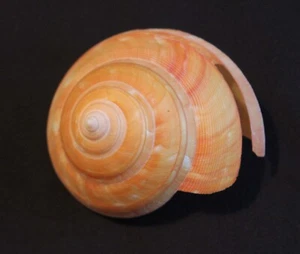Teremachii's Slit Shell (BT5) - Picture 1 of 3