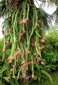Kletterkaktus Drachenfrucht exotische Sukkulenten Zimmerpflanzen Kletterpflanzen - Bild 1 von 16
