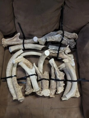 1LB PRE-PACKAGED FREE RANGE/ALL NATURAL KS WHITETAIL ANTLERS FOR DOG TREATS - Image 1 of 4