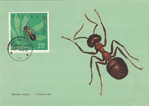 Poland 1963 Maxicard Six Insects - Picture 1 of 6